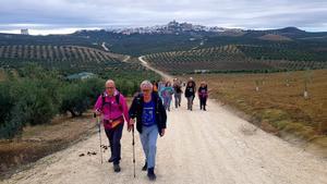 Peregrinos en la ruta, con un mar de olivos de fondo.