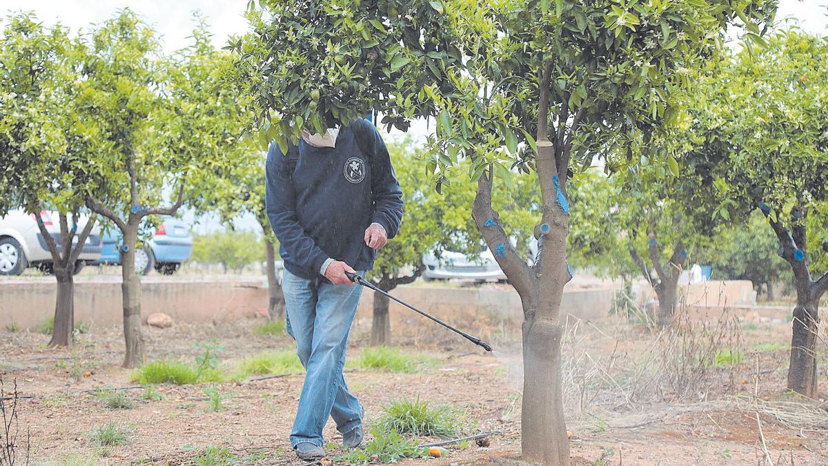 Un agricultor realiza un tratamiento contra la plaga del &#039;cotonet&#039;.