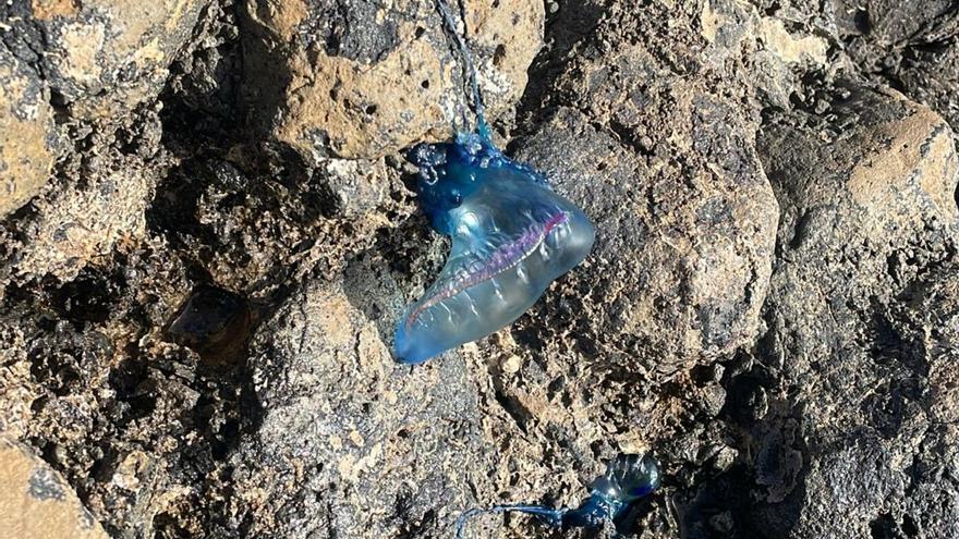 Prohíben el baño en la playa de El Jablillo en Costa Teguise por una &quot;plaga&quot; de medusas