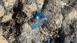 Prohíben el baño en la playa de El Jablillo en Costa Teguise por una "plaga" de medusas