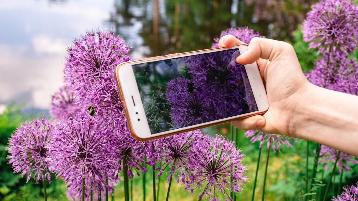 Una persona fotografía unas flores silvestres en un prado.