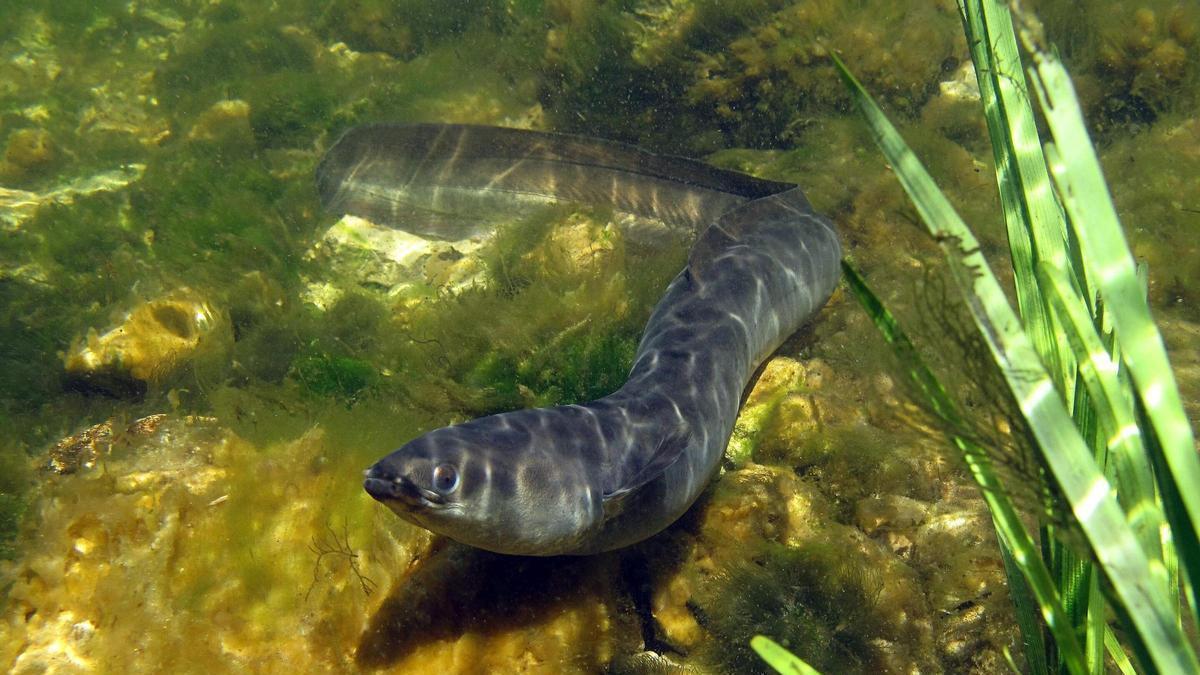 Las anguilas están en peligro crítico de extinción en España