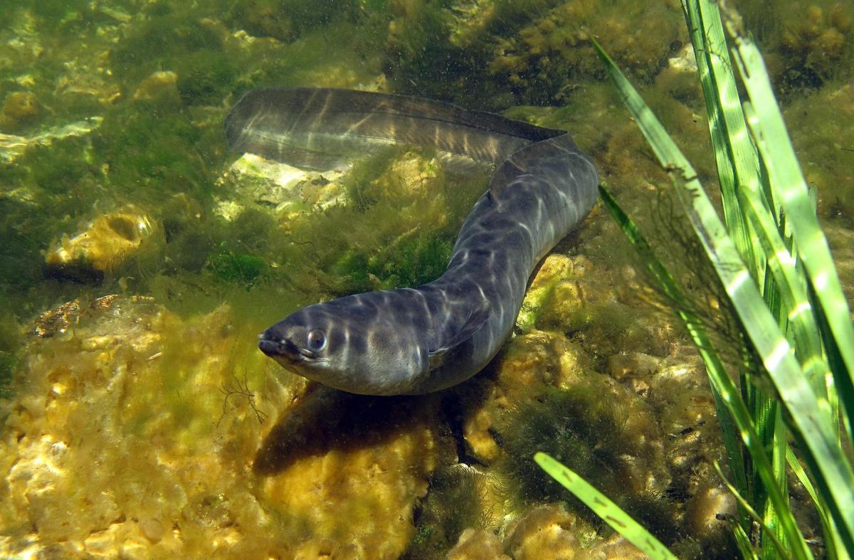 Las anguilas están en peligro crítico de extinción en España