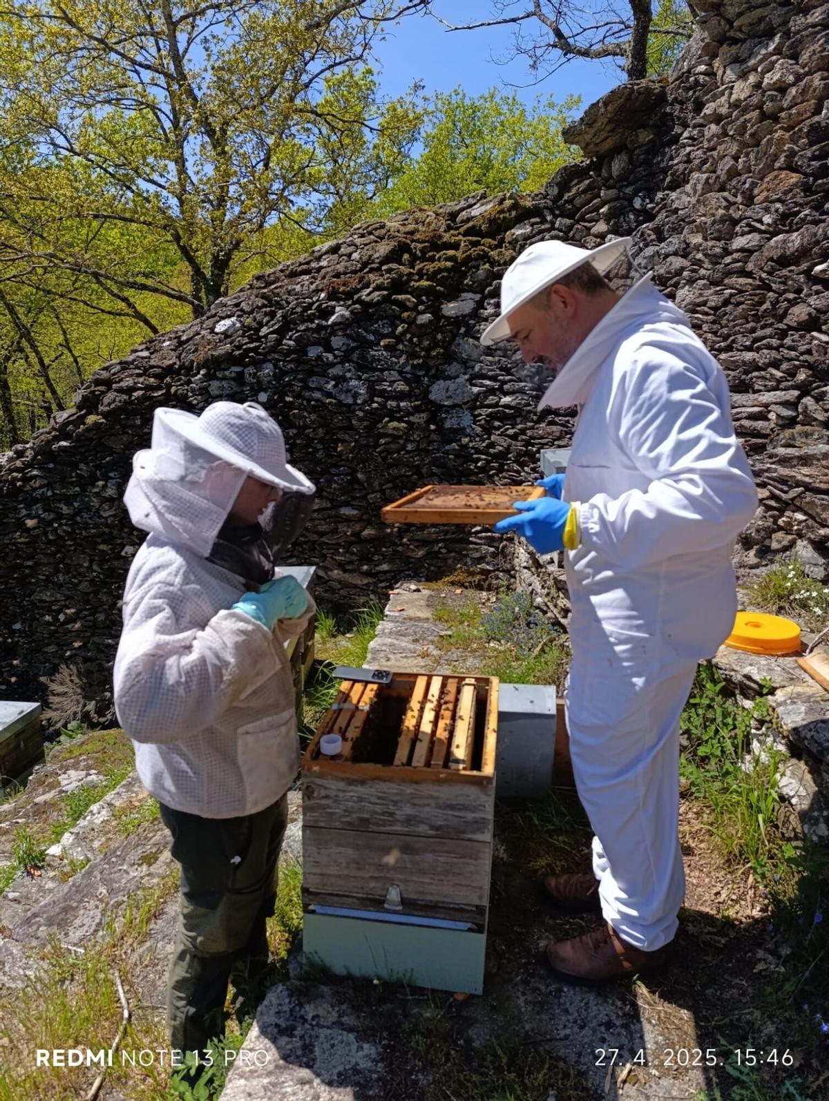 El proyecto incluyó un experimento con feromonas en las colmenas El proyecto incluyó un experimento con feromonas en las colmenas