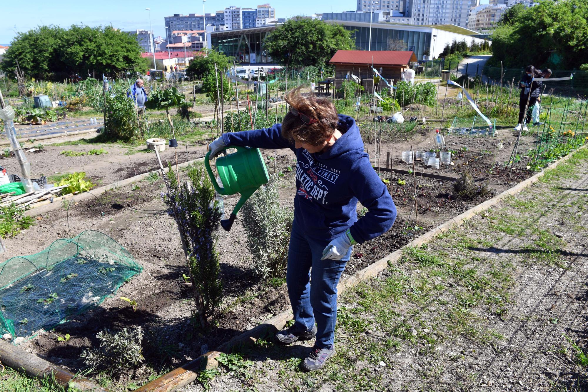 Huertos urbanos de A Coruña, un ocio saludable