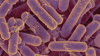 Las bacterias intestinales practican sexo para obtener vitamina B12