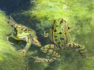 De llac blau a llac viu