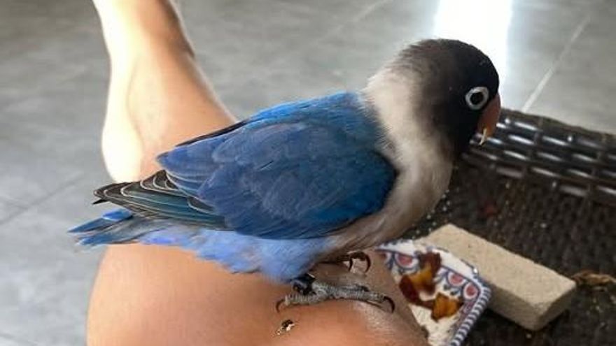 Final feliz para el agaporni azul que apareció en Teis: ya está de vuelta con su dueña