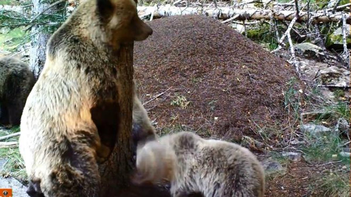 La família d’óssos dins del Programa de seguiment de l’ós bru del Pirineu captada per una càmera