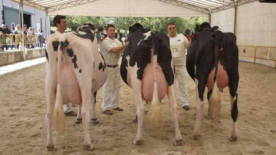 Tres ejemplares de vacas frisonas en el concurso de Feiradeza del año pasado.