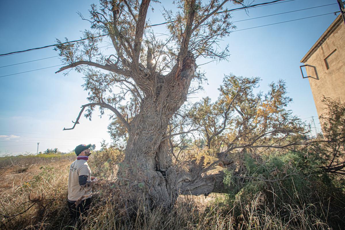 Taray en peligro. Tiene más de 200 años. Está en la Finca de la Florida y fue premiado en 1987, pero su estado actual es de abandono.