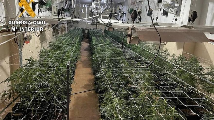 Una de las plantaciones de marihuana incautadas en Mérida.