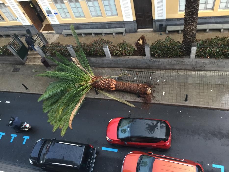 Caída de una palmera en la calle Canalejas