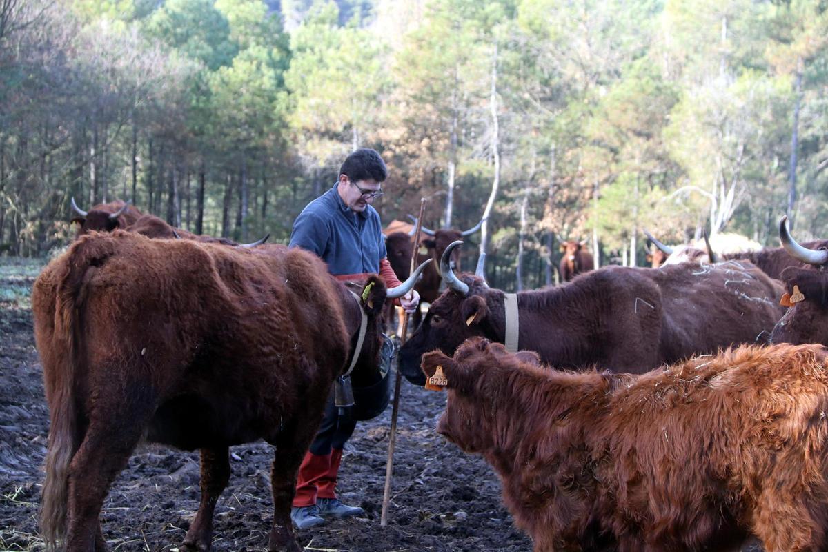 La ramaderia afectada