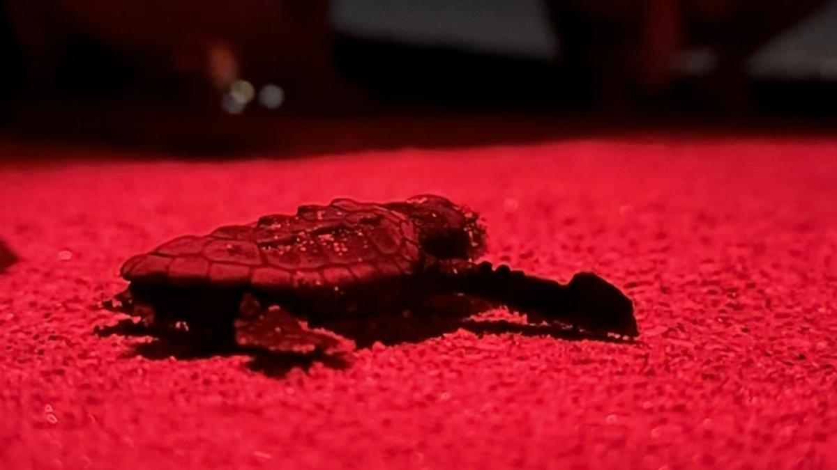 Imagen de una de las tortugas recién nacidas.