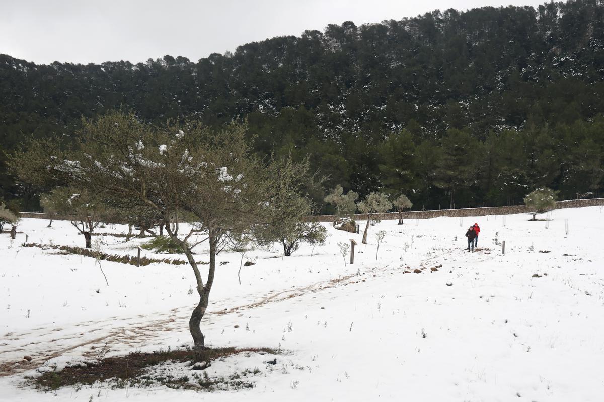 La nieve llega a la sierra de Tramuntana en Mallorca