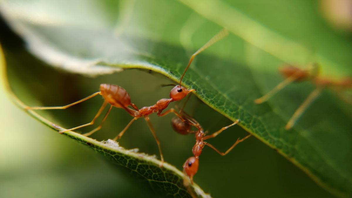 Una especie de hormiga es la única elegida por el arácnido para poner en marcha su estrategia de caza.
