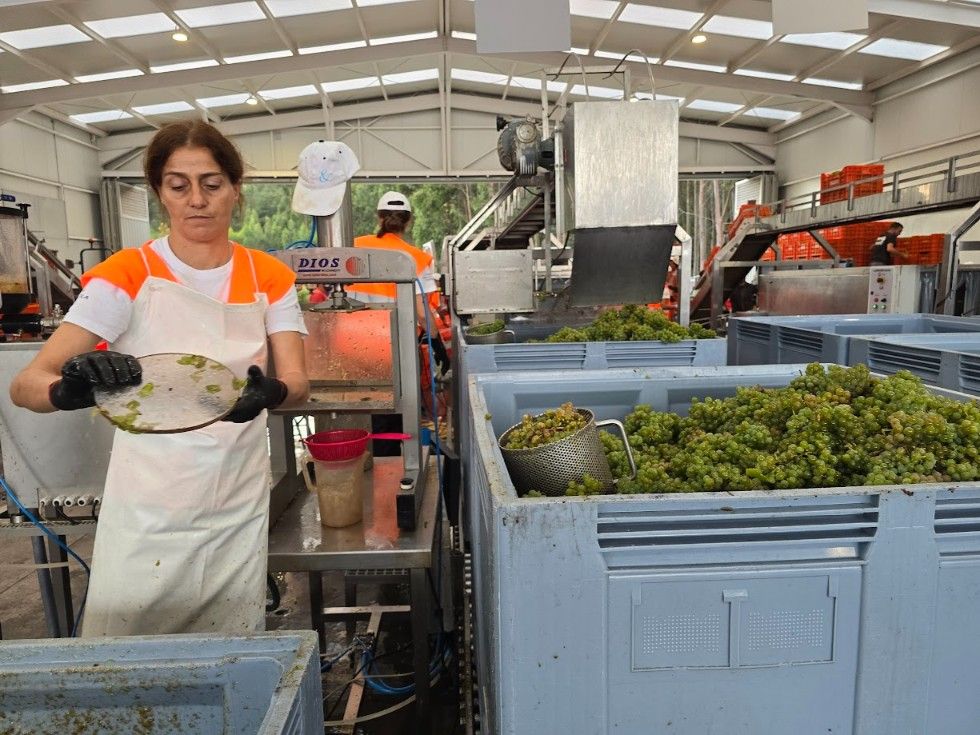 La vendimia en la subzona productora Val do Salnés.