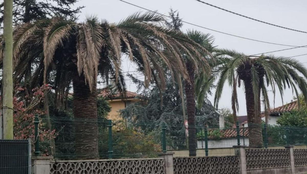 Fincas con palmeras afectadas en la zona rural de Gijón.