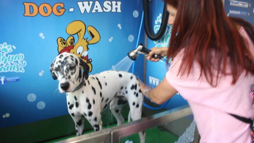 Mascotas en Vigo | Los autolavados para mascotas se ponen de moda