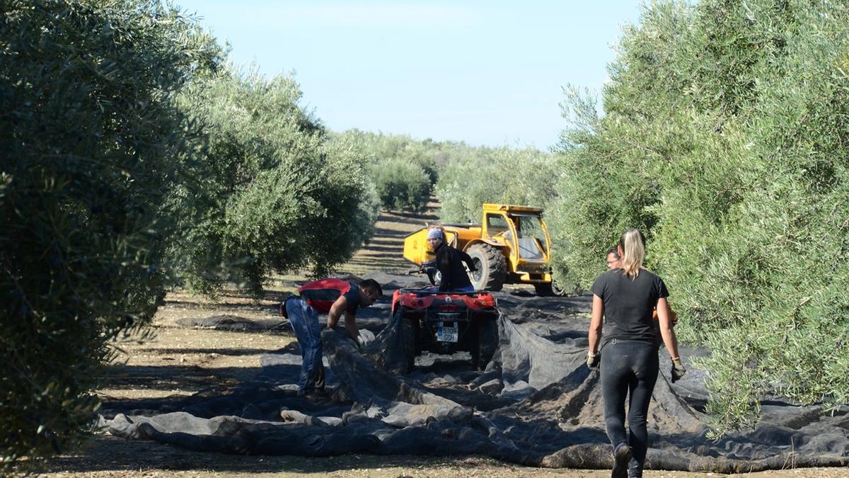 Una cuadrilla de jornaleros durante la recogida de la aceituna en una finca de Córdoba.