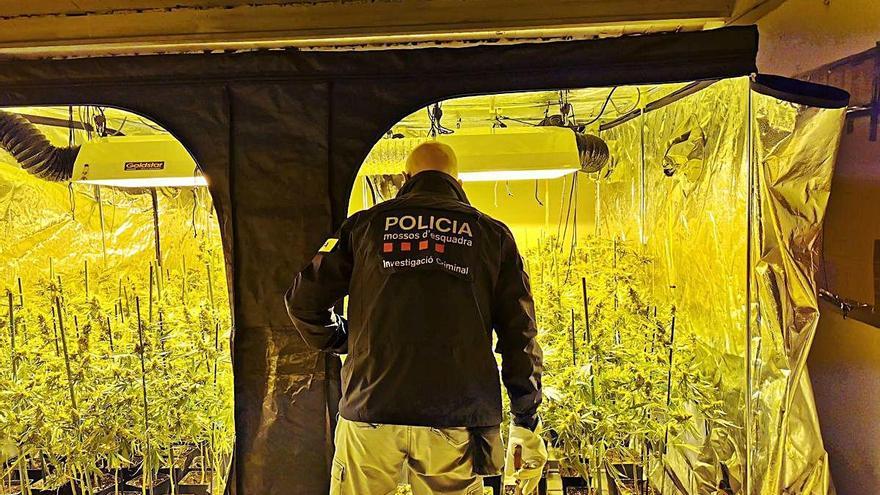 A la casa on es va detenir l&#039;home hi havia una plantació de marihuana