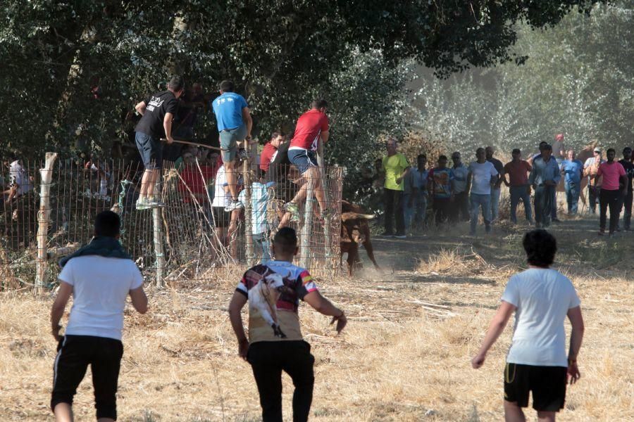 Encierro mixto en San Miguel de la Ribera