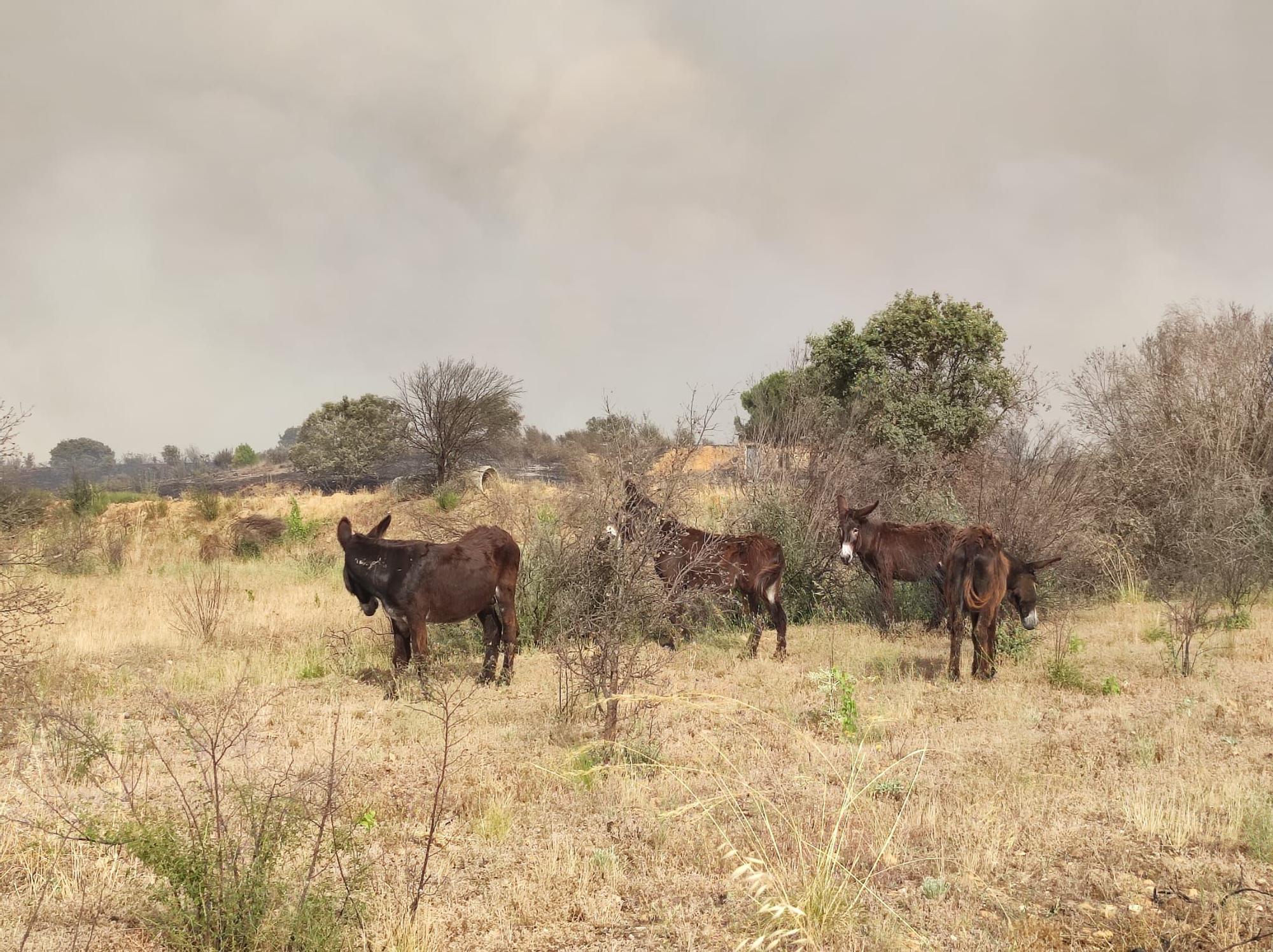 El incendio llega a la nave de Aszal de burros zamorano-leoneses