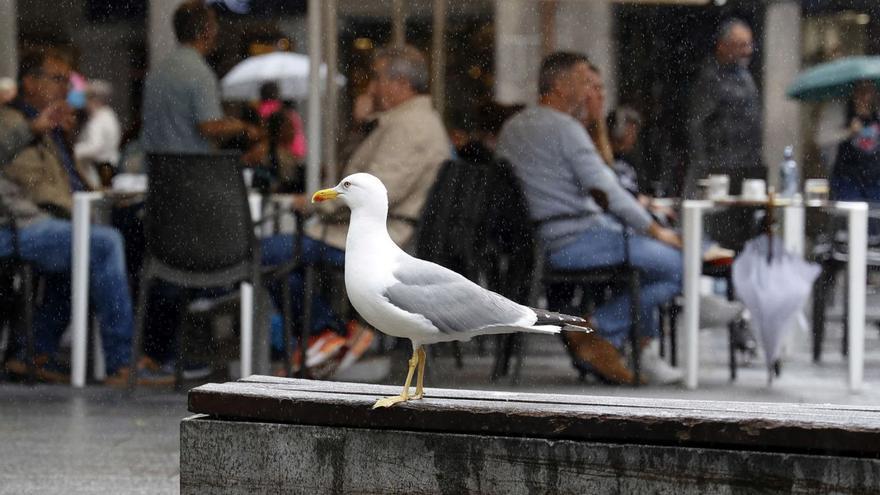 Una gaviota atenta a la espera de comida en una terraza en el centro de Pontevedra. |   // GUSTAVO SANTOS