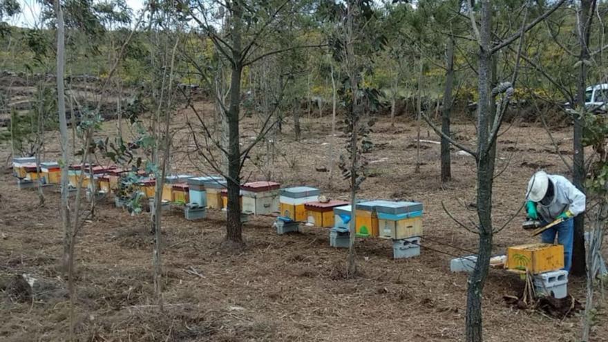 As velutinas acaban cos apiarios dunha familia de Camariñas que adicou trinta anos á apicultura