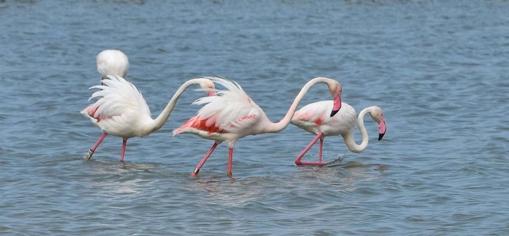 Flamencos en Ibiza