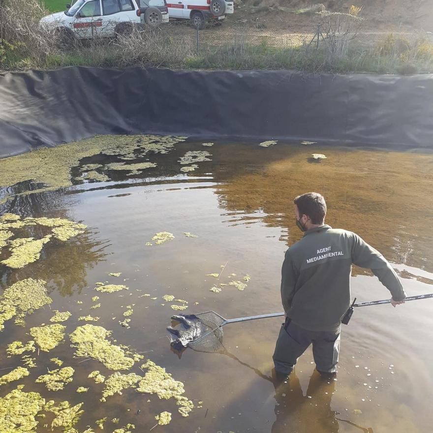 Un agente medioambiental rescata a un gato ahogado en una balsa de riego de lona.