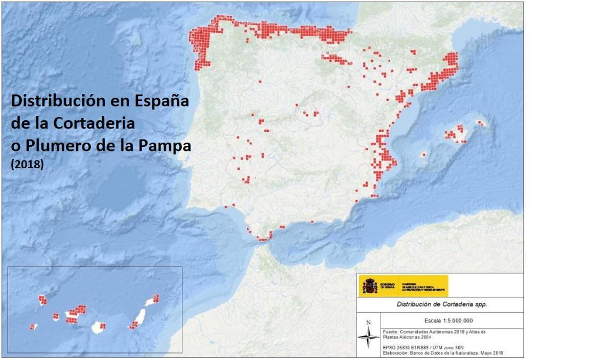 Así es el ‘Plumero de la Pampa’ que invade los humedales de España