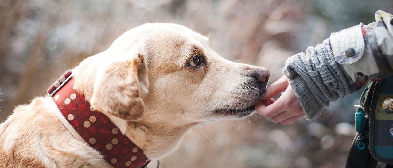 El perro es uno de los animales domésticos más frecuentes.