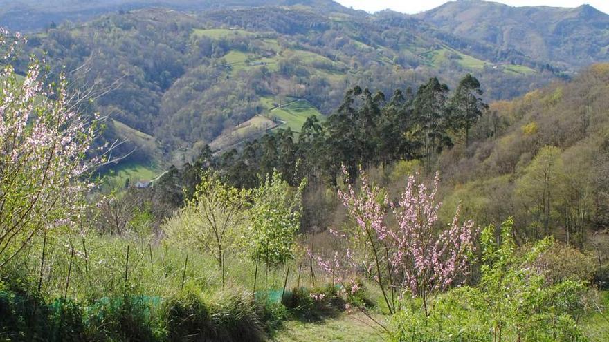 Varias fincas rústicas.