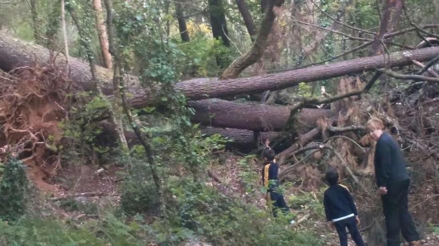 Uno de los árboles que corta el camino que une la zona de Río Frío con la Senda da Auga.  // FdV