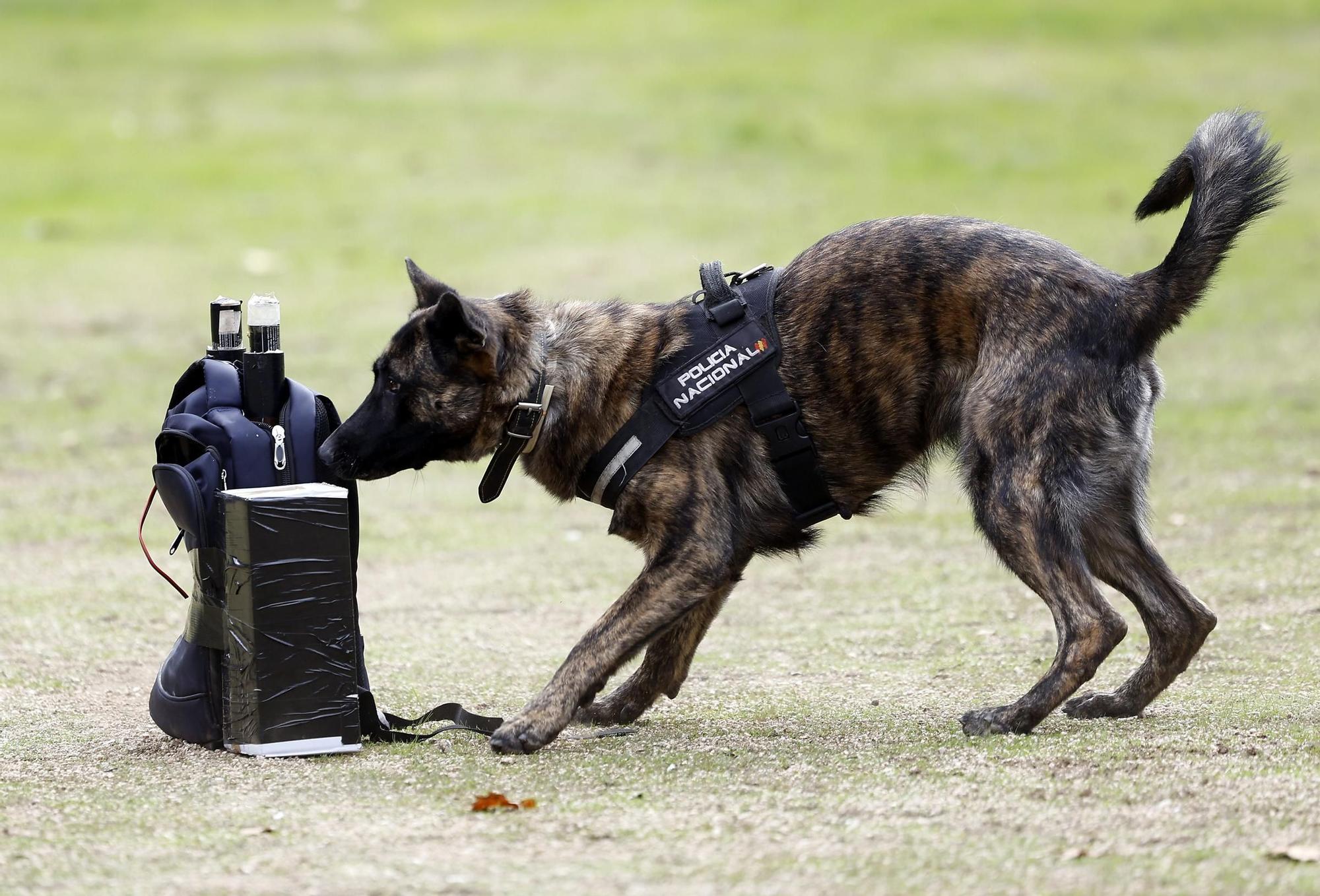Exhibición de la Policía Nacional en el auditorio de Castrelos en Vigo