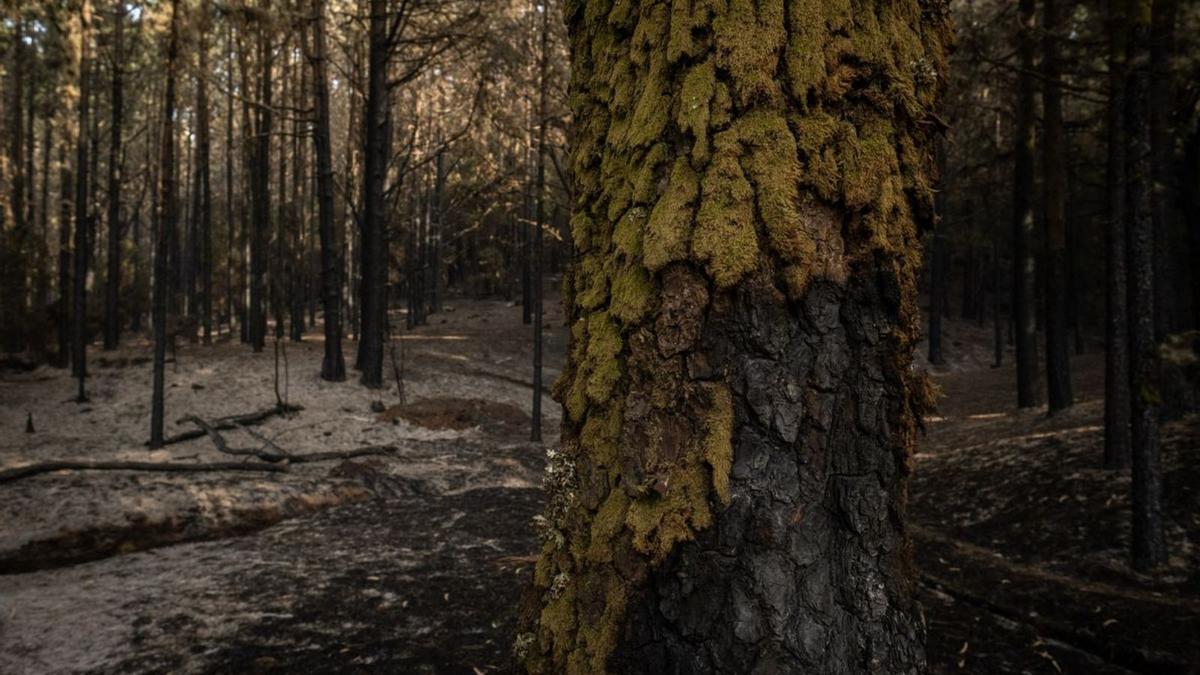 La estabilización del fuego permite el regreso a casa de 9.895 personas.