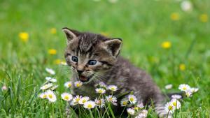 Baladres i sis plantes verinoses més per a gats i gossos