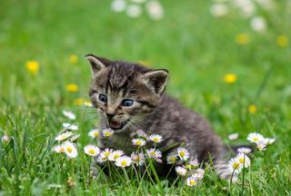 Adelfas y otras 6 plantas venenosas para gatos y perros