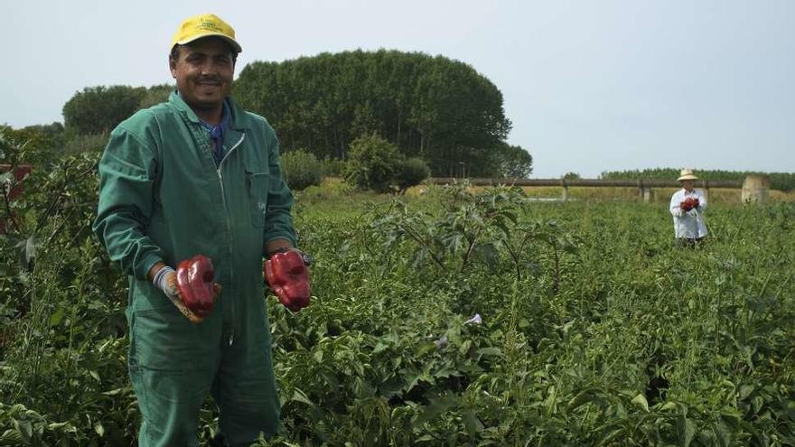 Dos agricultores muestran algunos buenos ejemplares de morrón.