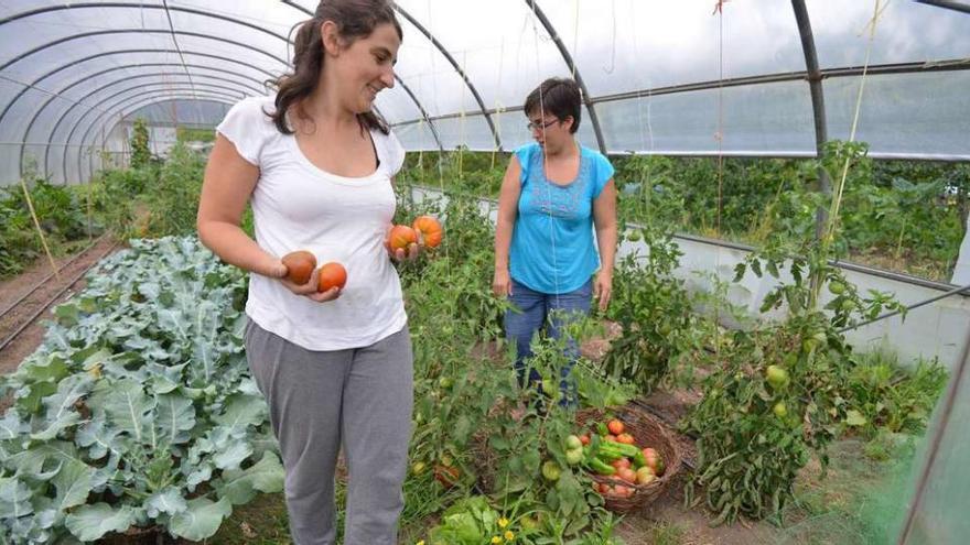 Una explotación de agricultura ecológica en Vilaboa. // G. Santos