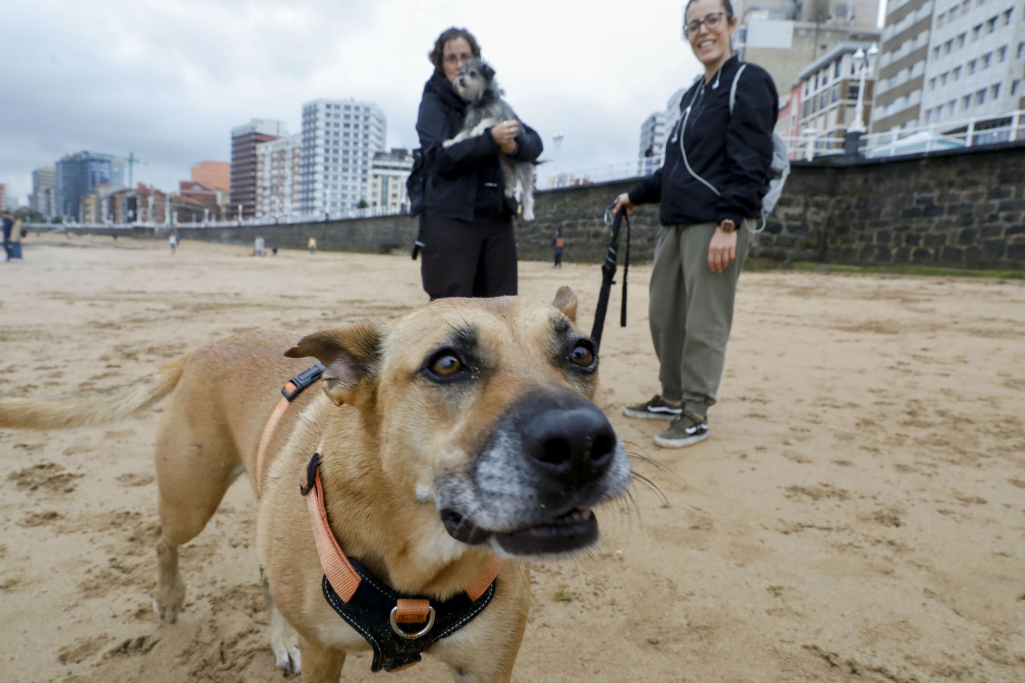 Los perros vuelven a las playas gijonesas