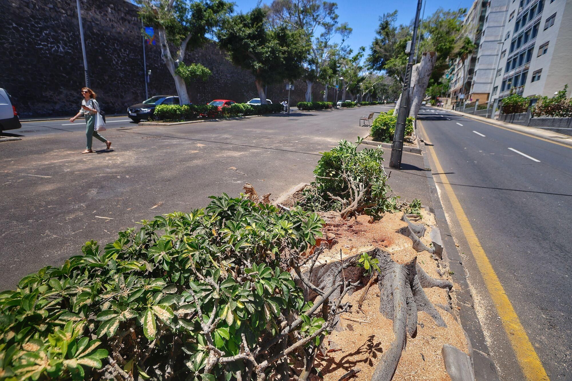 Tala de árboles en la Rambla de Santa Cruz de Tenerife