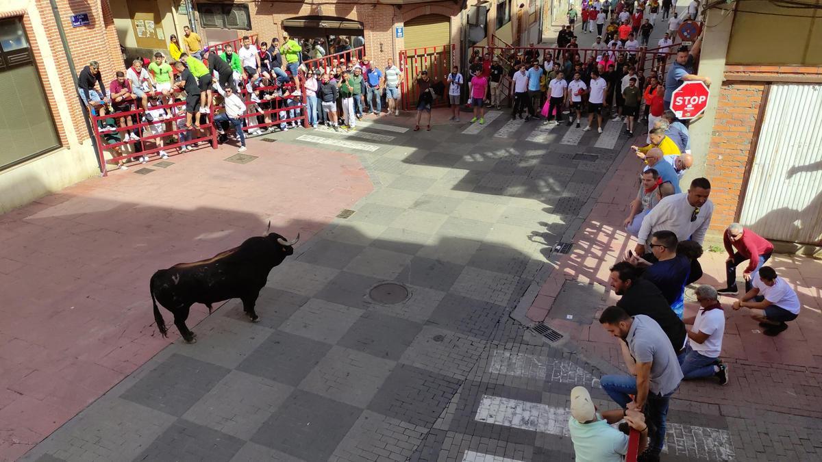 GALERÍA: El toro del cajón de La Reata, de las fiestas de Benavente, en imágenes