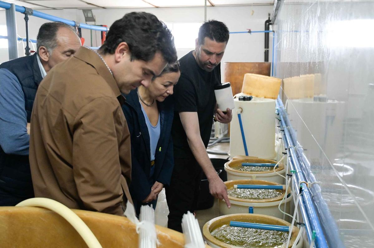 Villaverde en una empresa proveedora de semilla de almeja.