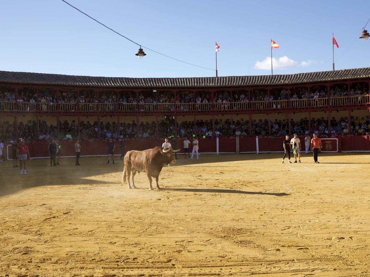 Toro del Cajón, San Agustín 2026
