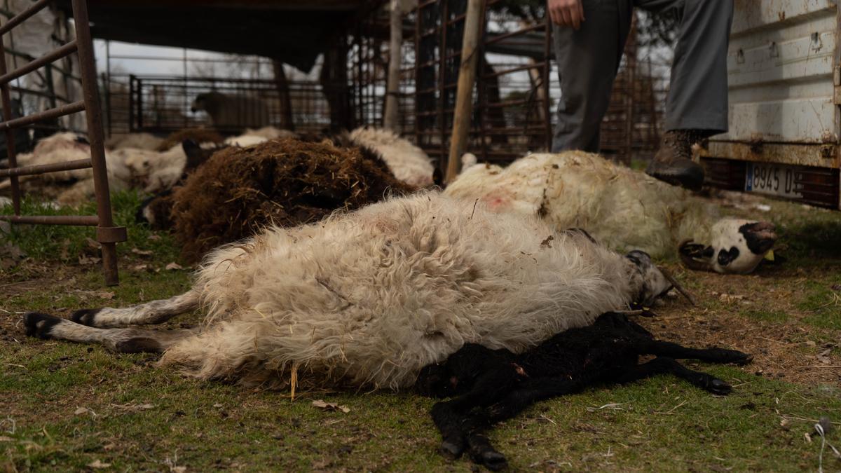 Ovejas muuertas por un ataque del lobo en Sayago