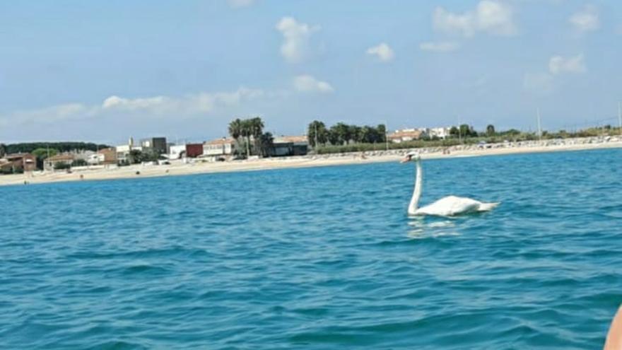 El cisne nadando por la playa de Almassora.