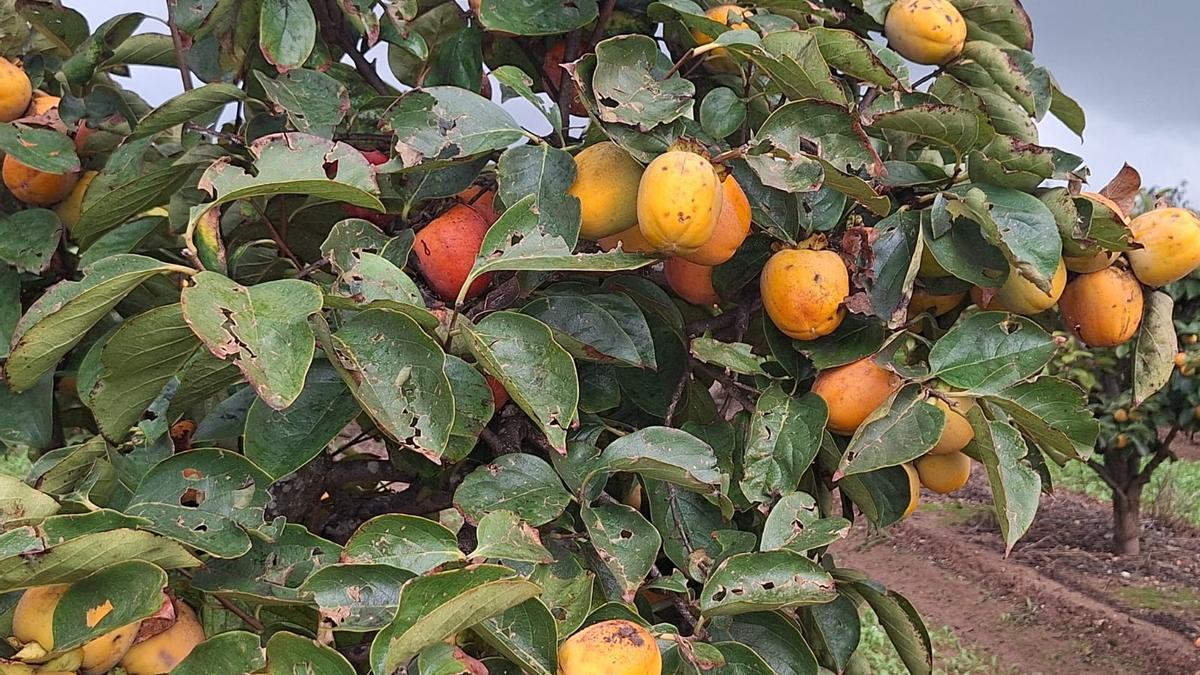 Expotación de caquis afectados por la lluvia, en un campo de la Ribera.